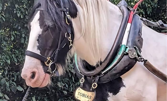 A view of Llangollen Wharf's Majestic Horse Tobias as he gently pulls one of our boats a long the Llangollen Canal.